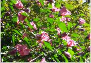 Formato �rbol, copados a 2,10mt y 2,30mt