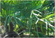 Durante todo el cultivo se ha tenido especial cuidado en hacer podas poco agresivas, as� hemos conseguido una planta con tronco grueso y hoja corta. Todas nuestras palmeras est�n revisadas por sanidad vegetal