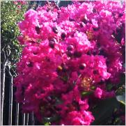 En �rbol o arbusto. Copados a 2,10mt. Disponemos de diferentes variedades y colores. Servimos en cepell�n o contenedor